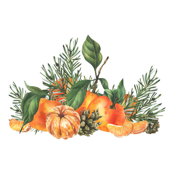橘子整只，去皮，用松枝和松果切片。圣诞节，新年，手绘水彩画插图。白色背景上孤立的构图。图片下载