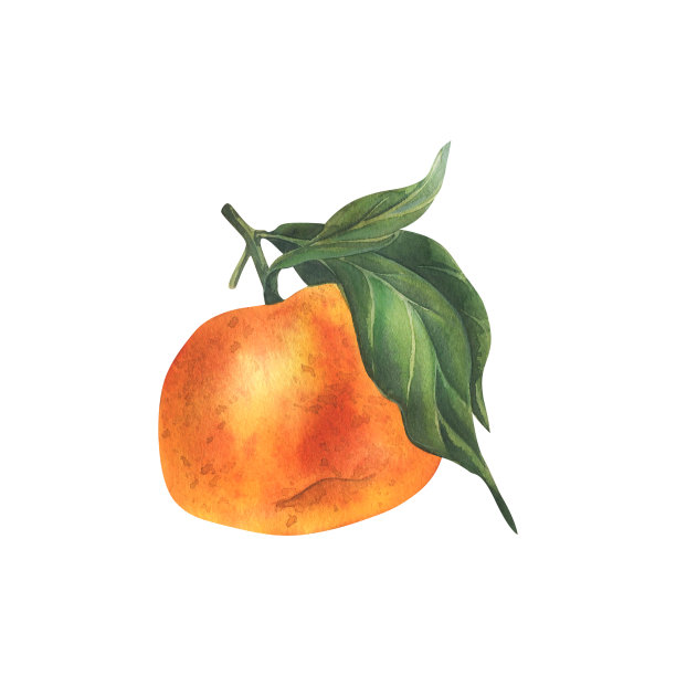 柑桔枝叶绿，属柑橘类热带水果。水彩插图，手绘。白色背景上的孤立物体。图片下载