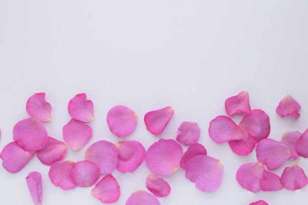 白色背景上的粉红玫瑰花瓣图片下载