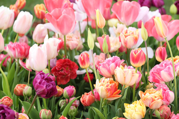 郁金香图片下载