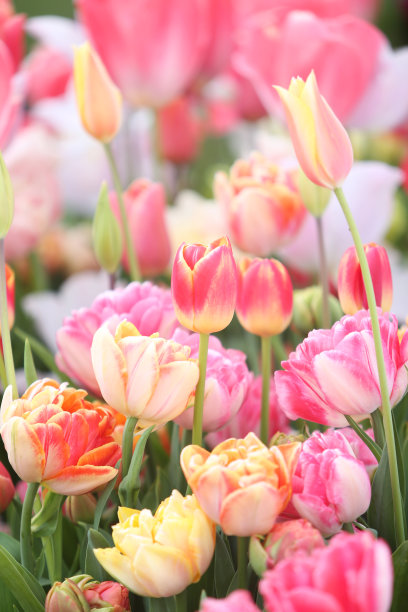 郁金香图片下载