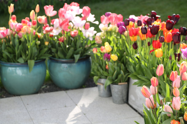 院子里的花图片下载