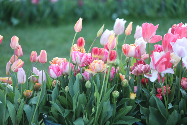 院子里的花图片下载