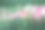 院子里的花图片下载
