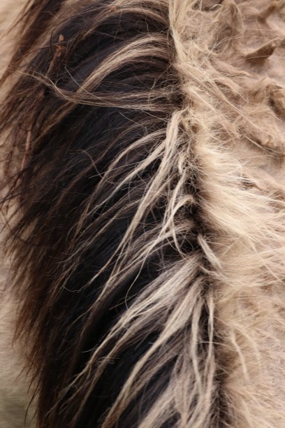 鬃毛图片下载