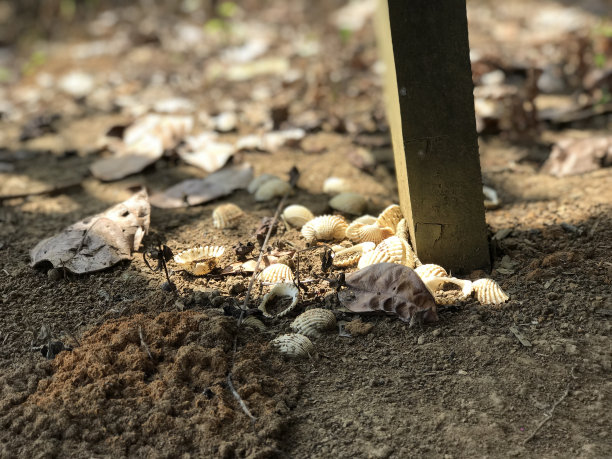 干地上的蛤蜊很美。蛤蜊颜色洁白美丽。自然背景图片下载