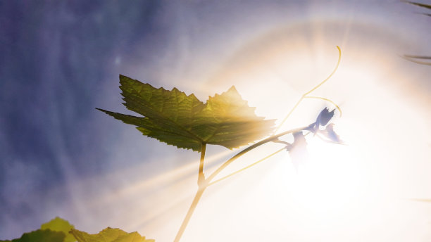 树叶上的光反射图片下载