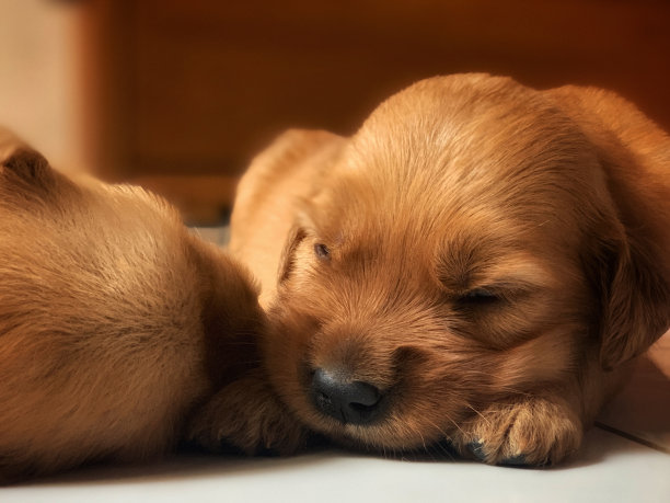 金毛幼犬图片下载