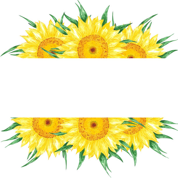 手绘水彩黄色向日葵板框隔离在白色背景。可用于邀请函、明信片、海报、书籍装饰等印刷品。图片下载