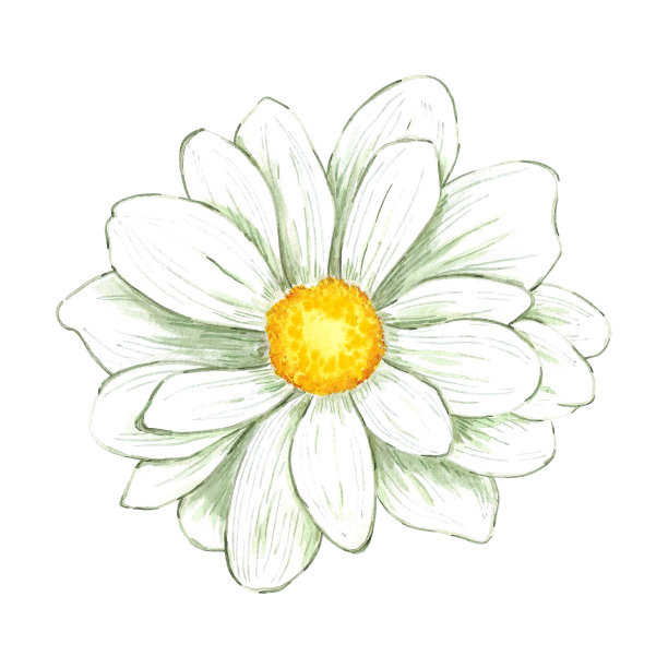 手绘水彩画洋甘菊隔离在白色背景。可用于印刷、明信片、海报、书籍装饰等印刷品。图片下载