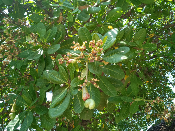 花，腰果花图片下载