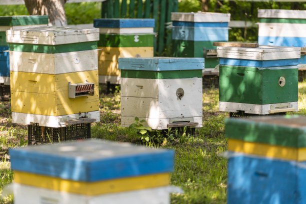 春天的花园里，许多木箱在养蜂场里采集蜂蜜。一排彩色的蜂箱在一个小的封闭区域图片下载