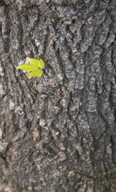 树干上长出的新芽。图片下载