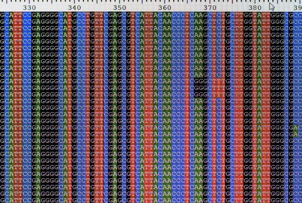 排列的DNA序列显示在液晶电脑屏幕上。图片下载
