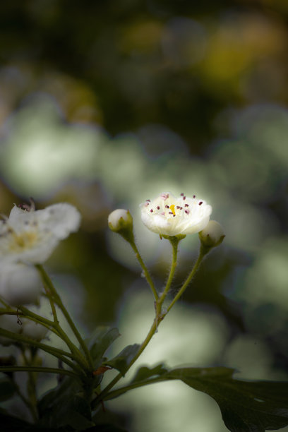 山楂花图片下载
