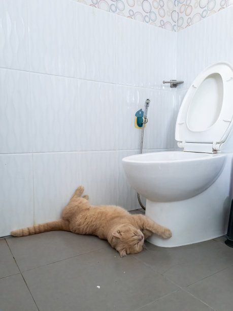 肥猫抱着马桶睡在马桶里，人类不能用厕所。图片下载