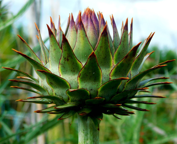 洋蓟花图案图片下载