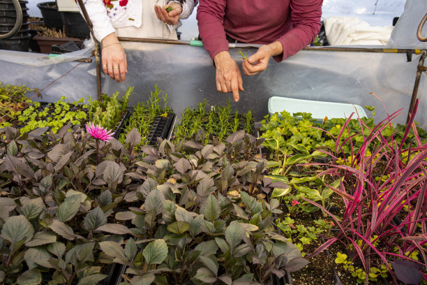 母女俩一起在温室里工作图片下载