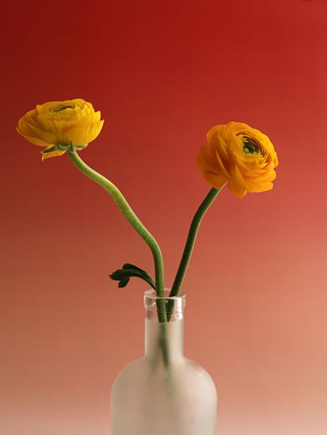 两朵橙色的花插在白色的玻璃花瓶里，桌上放着水图片下载