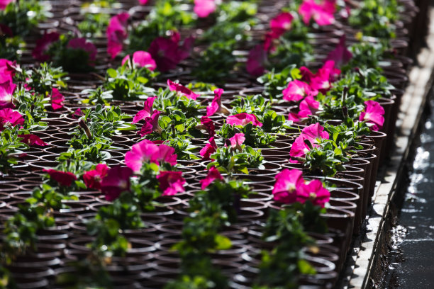 盆栽紫红色牵牛花，特写照片图片下载