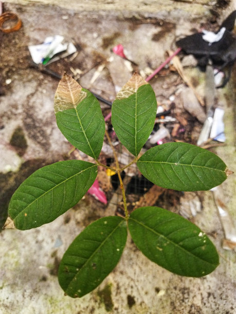 野生植物生长在垃圾处理场和水周围的水泥材料上的自然照片图片下载