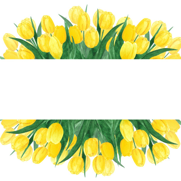 手绘水彩黄色郁金香框架板在白色的背景。剪贴簿，明信片，婚礼请柬，相册。图片下载