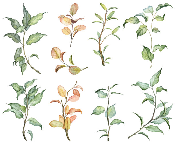一套手绘水彩植物树枝与多汁的绿色和枯萎的金色叶子图片下载