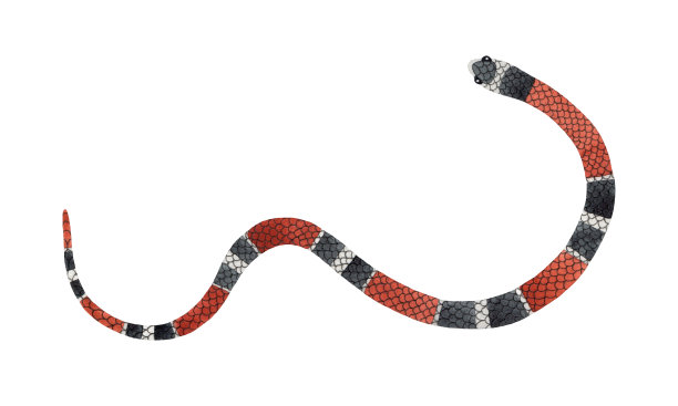 水彩珊瑚条纹蛇插图。孤立在白色背景上。水彩画爬行动物图片下载