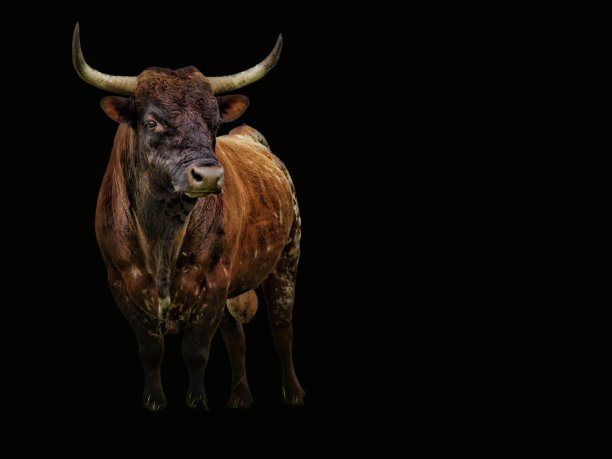 一头英俊的棕色松林公牛，长着黑色的头和大角，骄傲地站在黑色的背景上凝视着远方。专注和自信。雄伟的动物。图片下载