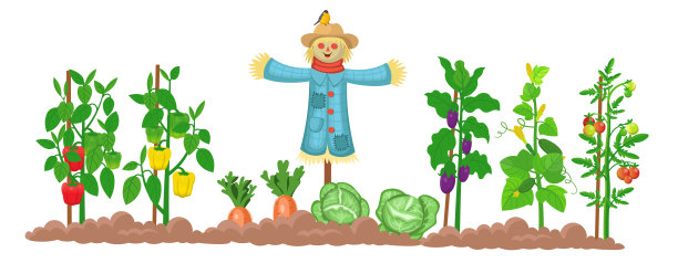 农场全景与花园与蔬菜在床上，和稻草人在一个白色的背景。孩子们的大场面。矢量插图在卡通风格。图片下载