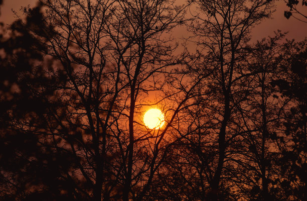 《树后的太阳图片下载
