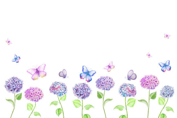 水彩画一束美丽的绣球花和蝴蝶。手绘绣球花植物插图。图片下载