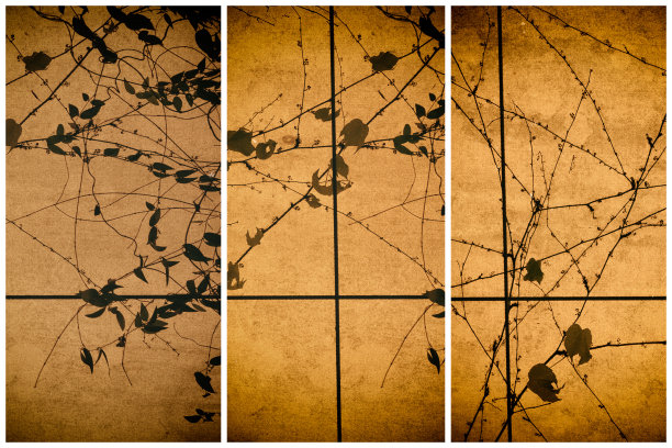 常春藤阴影图像图片下载