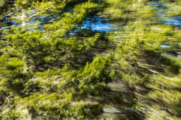 驾驶时经过树木的抽象运动模糊图片下载