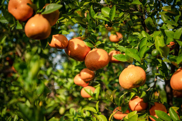 树上长橙子图片下载