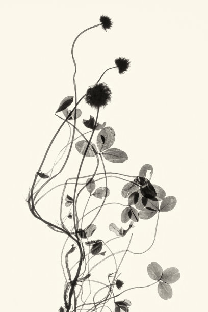 红三叶草在黑白色调图片下载