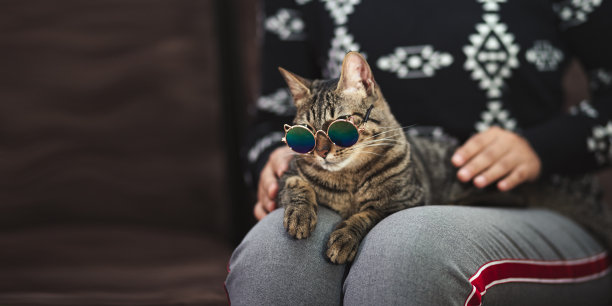 戴着墨镜的虎斑猫坐在客厅的沙发上，一个人在用遥控器，国际猫日，好玩的，宠物。图片下载