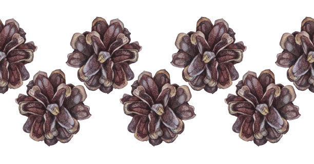 水彩无缝边缘手绘现实冷杉或松果在白色背景。森林边界为圣诞庆典或邀请。用于框架卡或织物的自然图案。包装或速写本图片下载