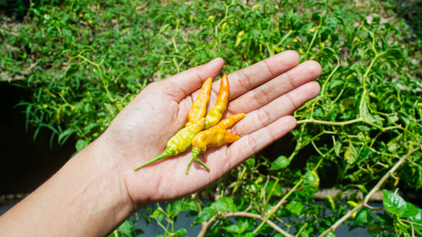 橙色辣椒图片下载