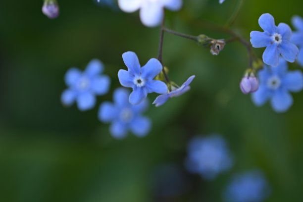 蓝色勿忘我花，天空色花绿底，傍晚夏夜，特写花模糊的背景，自然发展，照片为灵感图片下载
