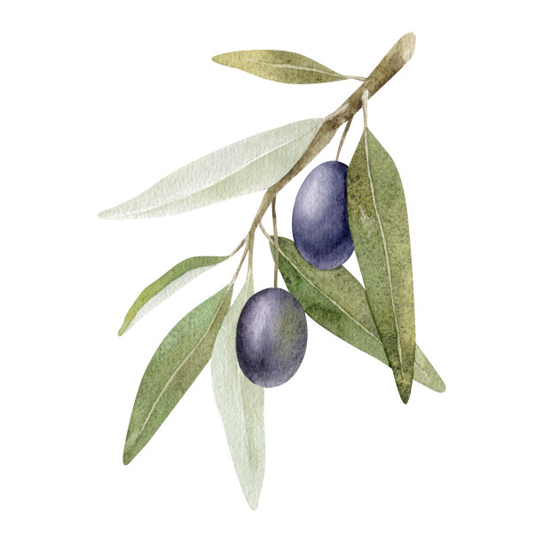 橄榄枝上有叶子和果实。水彩插图孤立的白色背景。用于包装设计、婚礼、文具、问候、壁纸、请柬等图片下载