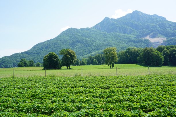 德国的草莓田。巴伐利亚的草莓田。巨大的草莓种植园。阳光明媚的日子里，一大片草莓田。阳光明媚的日子里，非常整洁的草莓床。图片下载