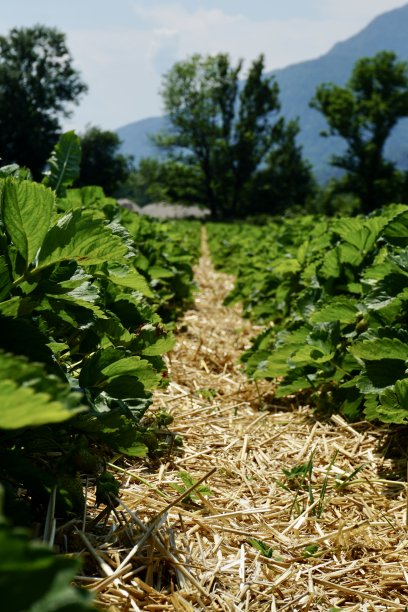 德国的草莓田。巴伐利亚的草莓田。巨大的草莓种植园。阳光明媚的日子里，一大片草莓田。阳光明媚的日子里，非常整洁的草莓床。图片下载