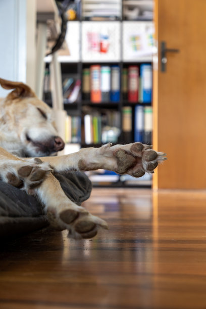 睡觉的狗爪子爬上了办公室图片下载