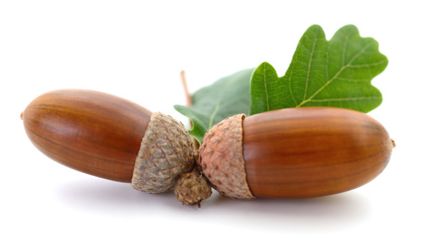 带叶子的橡子。图片下载