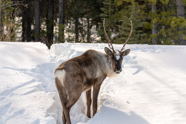 春冬时节的野生驯鹿，背景是雪图片下载