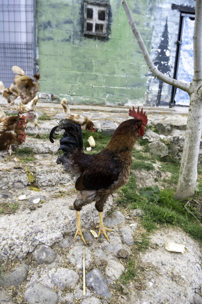 猪圈里的公鸡图片下载