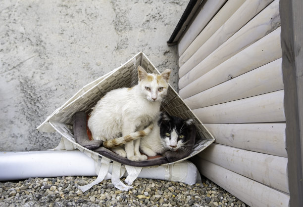街上的流浪猫图片下载