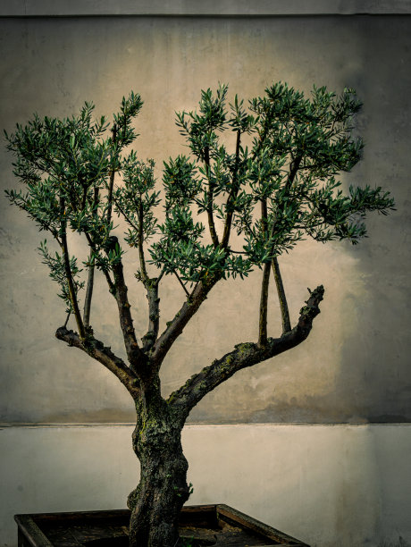 在法国普罗旺斯郊外，一棵修剪得很好的橄榄树在花盆里，图片下载