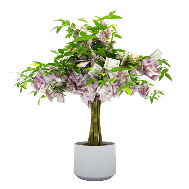 ongan Pa haanga树。3d渲染的钱在树上孤立的白色背景。经济增长图片下载